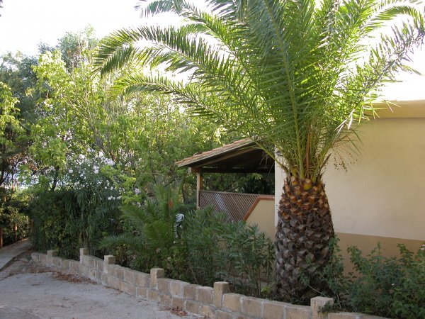 Giardino con una palma alta e piante verdi, vicino a un edificio dal tetto spiovente.