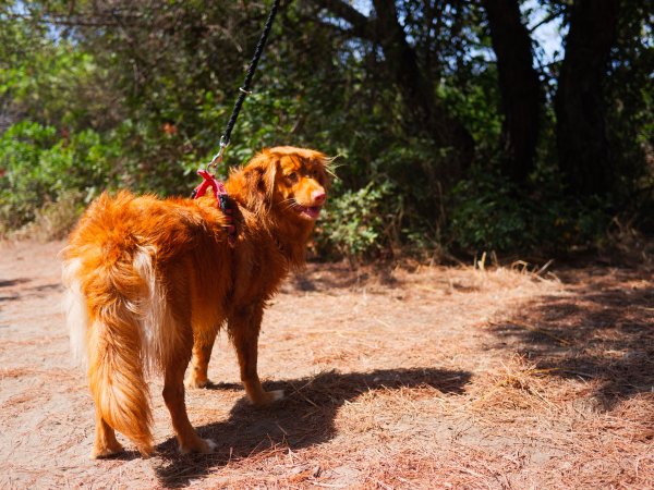 Un cane marrone al guinzaglio in un sentiero alberato e soleggiato.