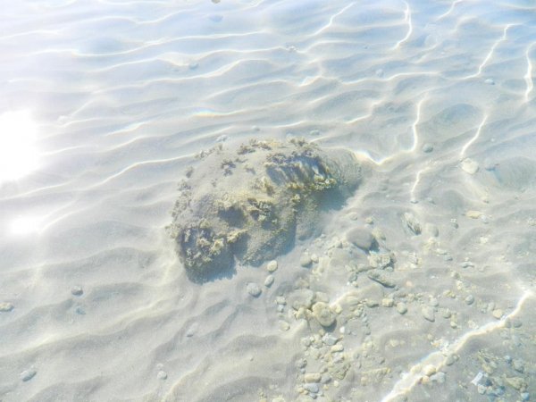 Fondo marino con sabbia ondulata e una roccia coperta di alghe.