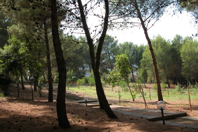 Sentiero ombreggiato tra gli alberi in un bosco di pini illuminato dal sole.